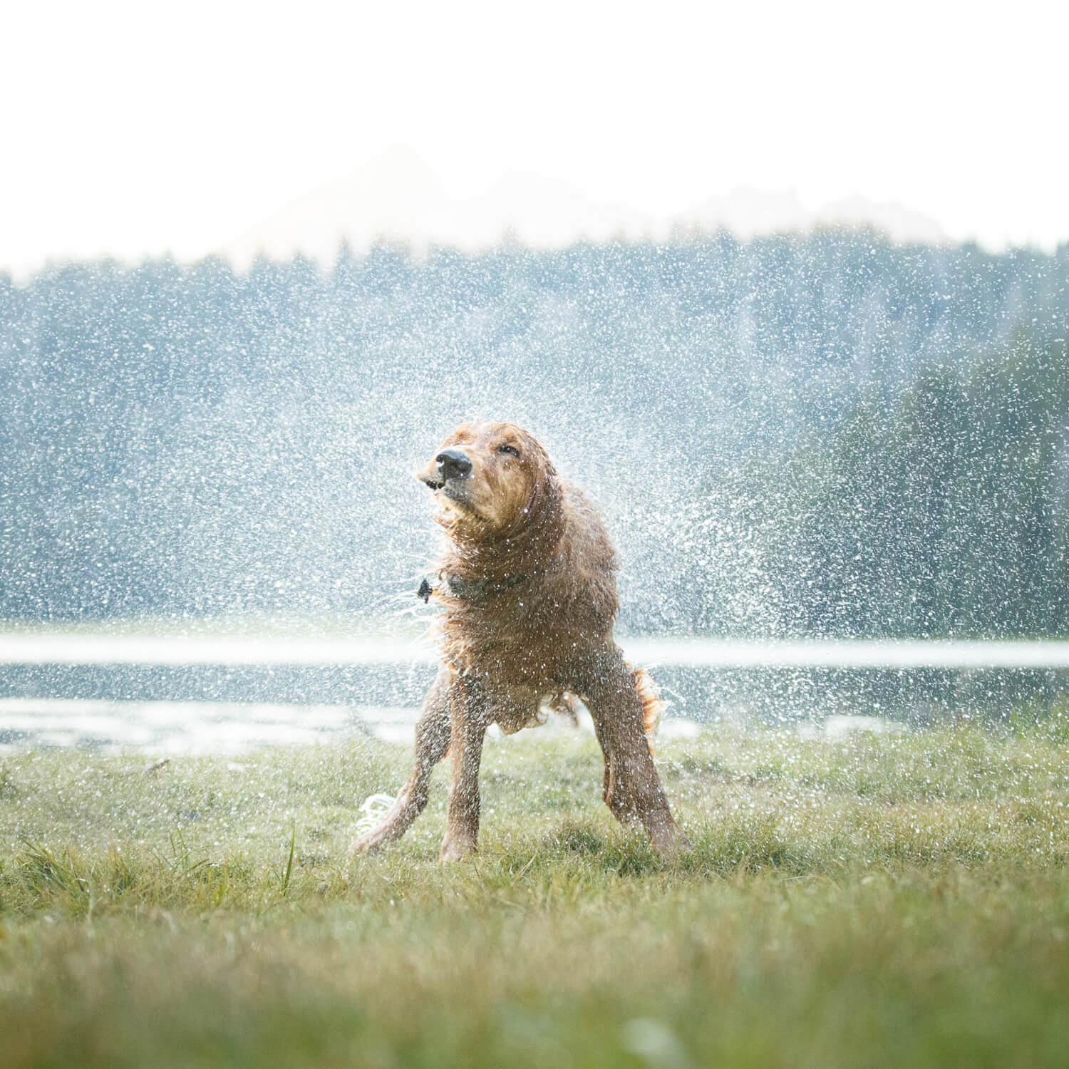 A Journey in Pet Photography