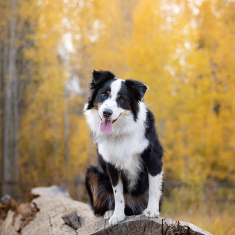 The Happy Dog: Decoding Canine Behavior & Body Language
