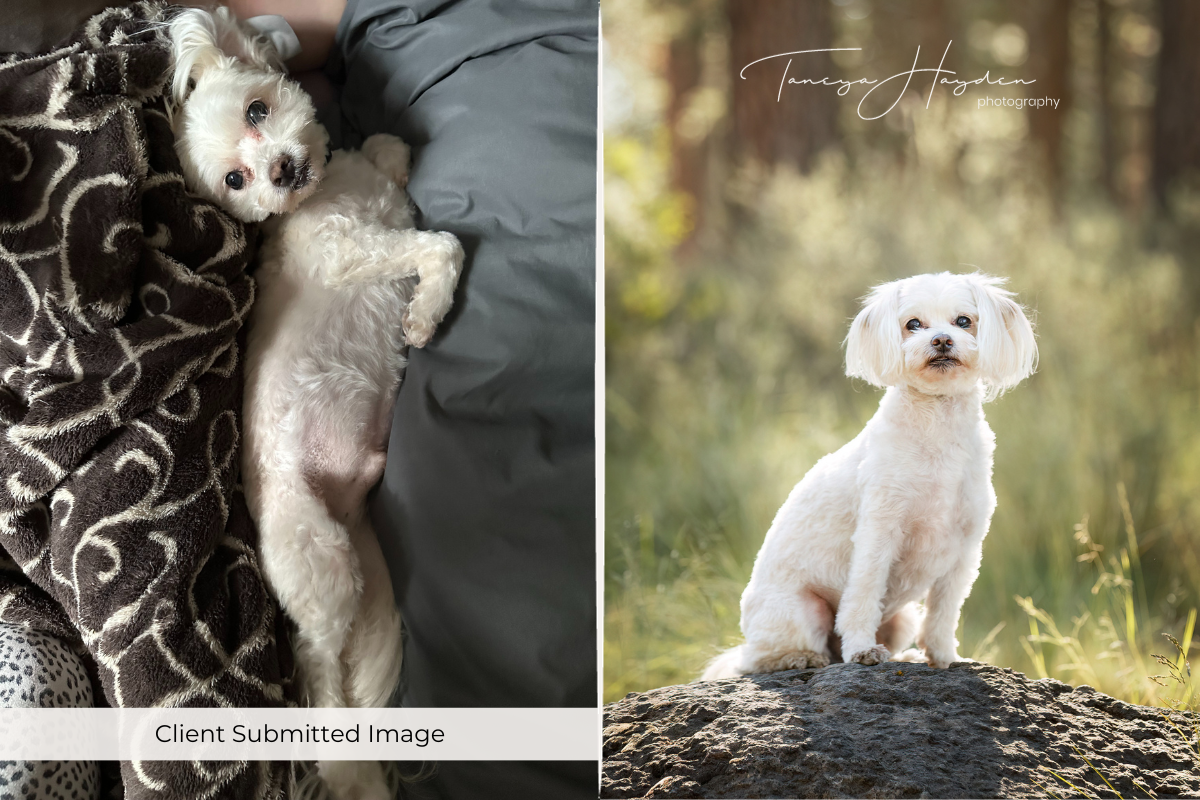 Understanding the Value of Pet Photography