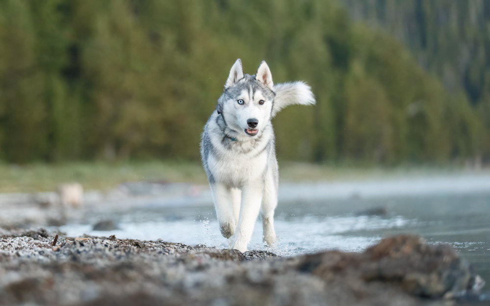Dog-Friendly Day Trips Near Bend, Oregon